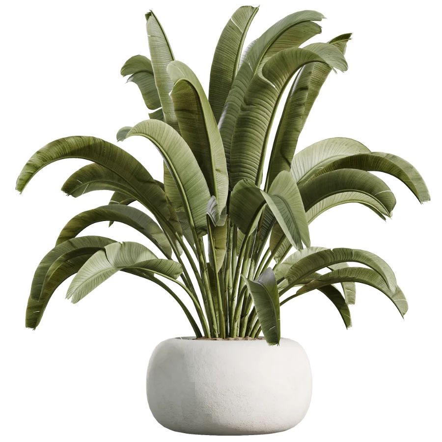 AV Indoor Plants Set 471 Chemlali Olive and Giant Monstera and Cyara Areca Palm and Ravenala Banana - Image 5
