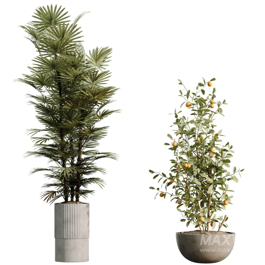 AV Indoor Plants Set 500 Lady Palm and Ravenala Banana and Ficus Marginata and China Orange Tree and Chemlali Olive - Image 7