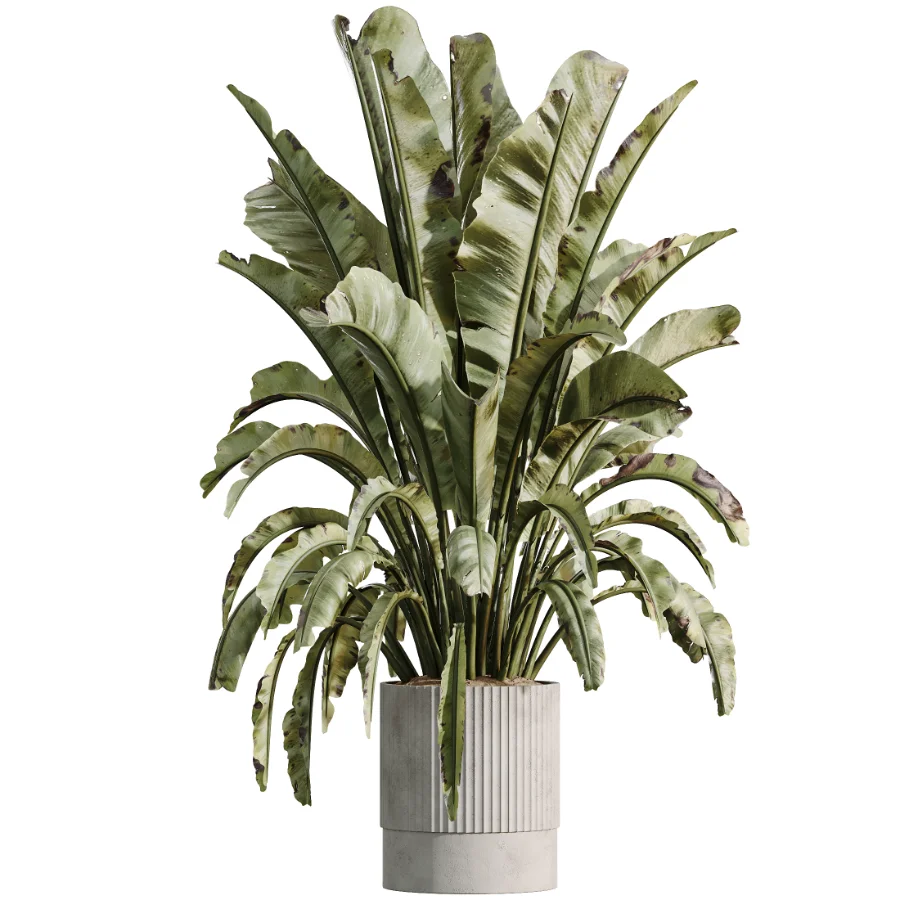 AV Indoor Plants Set 500 Lady Palm and Ravenala Banana and Ficus Marginata and China Orange Tree and Chemlali Olive - Image 3