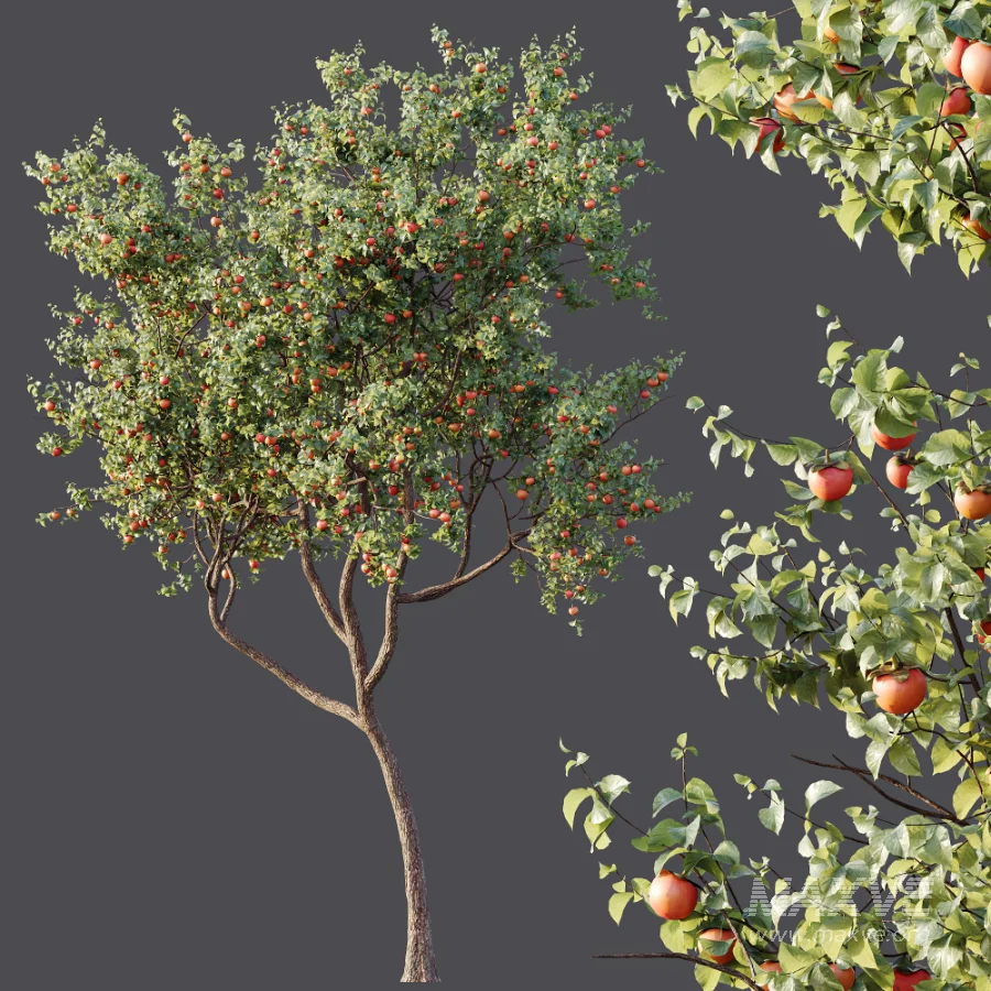 AV Plants Diospyros Kaki Persimmon Version02 - Image 6