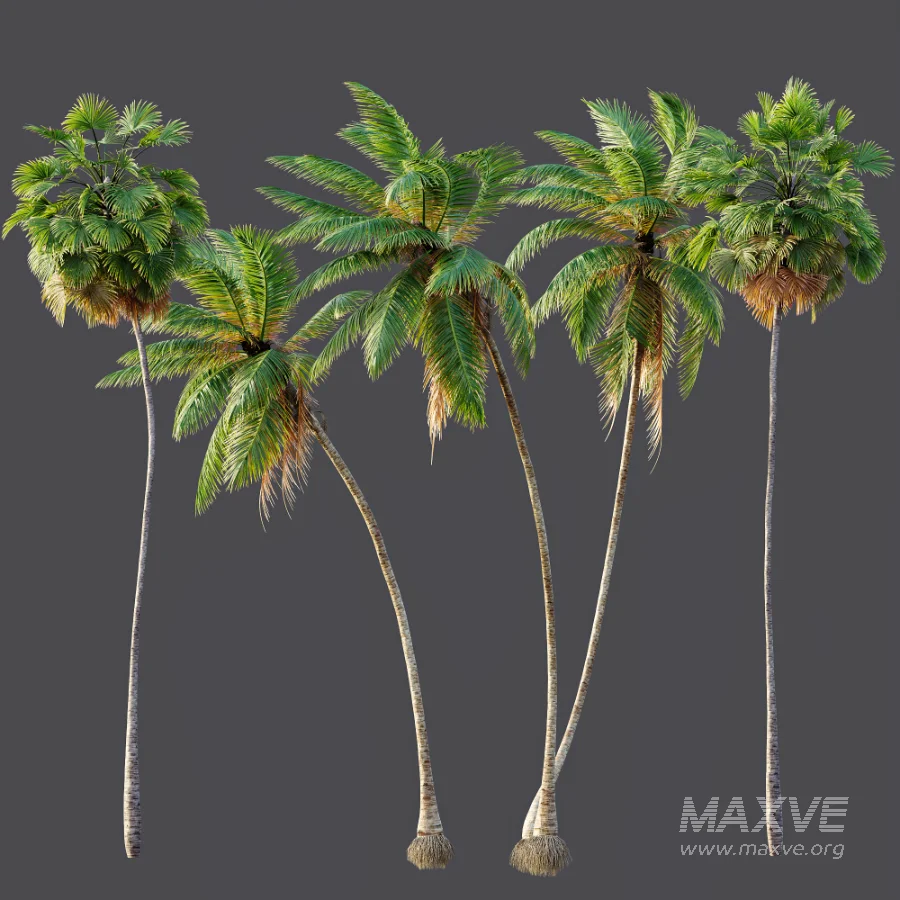 AV Borassus Flabellifer and Cocos Nucifera Windy palms - Image 10