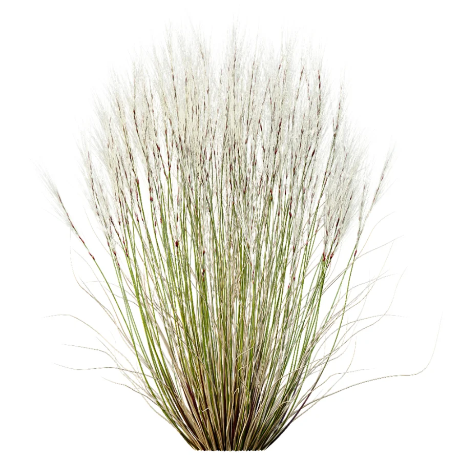 AV Stipa Tenuissima Ostnica Mocna Pony Tails and Carex Testacea Orange Sedge Grass Prairie Fire - Image 9