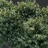 AV Gray Box Westringia Fruticosa Coastal Rosemary and Montra Olive Bushes - Thumbnail 9