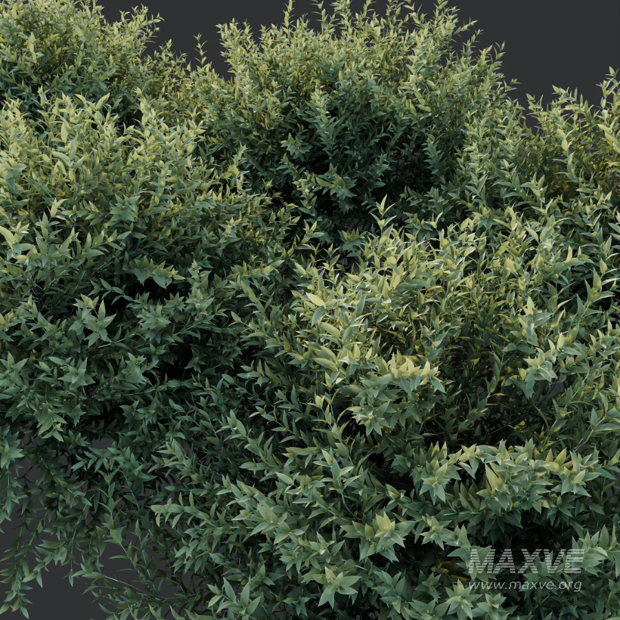 AV Gray Box Westringia Fruticosa Coastal Rosemary and Montra Olive Bushes - Image 9