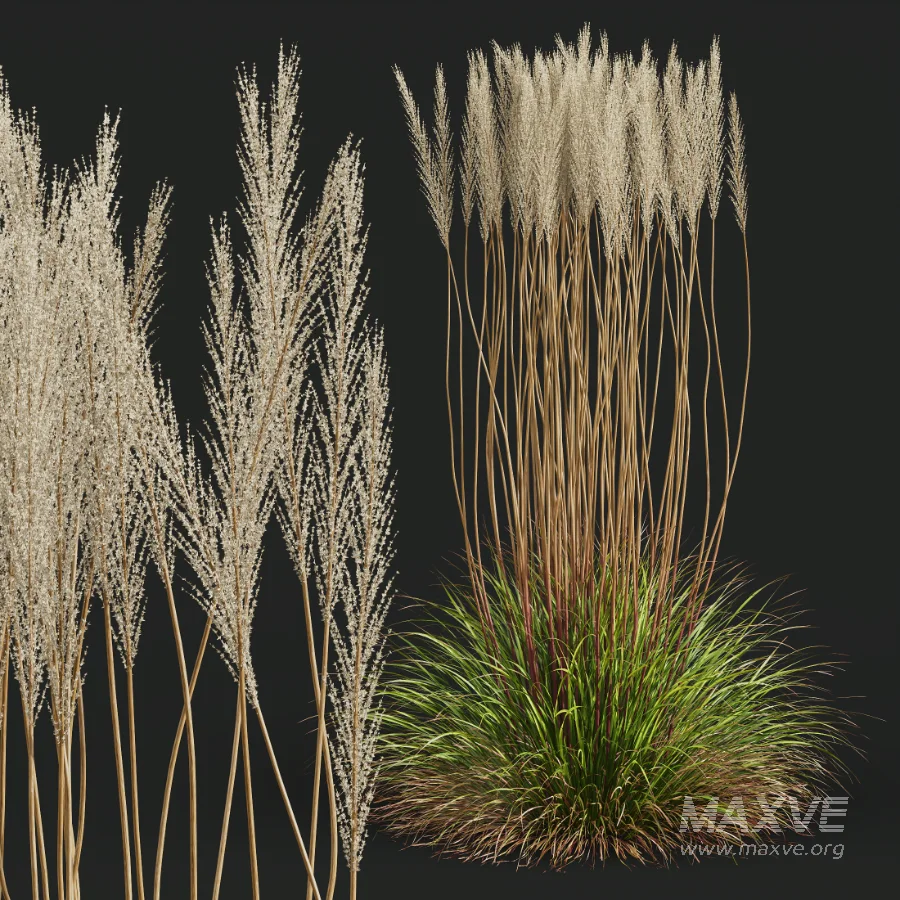 AV Calamagrostis Acutiflora Karl Foerster - Image 4