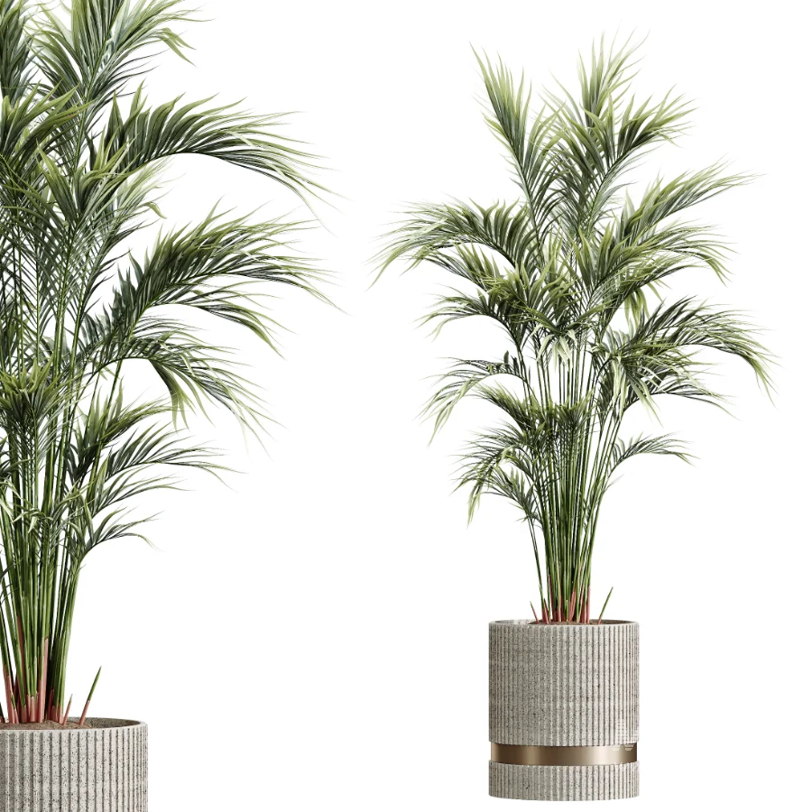 AV Indoor Plants Set 459 Chemlali Olive and Cat Reed Palm and China Orange Tree and Ficus Dracaena Marginata and Ravenala Banana - Image 6
