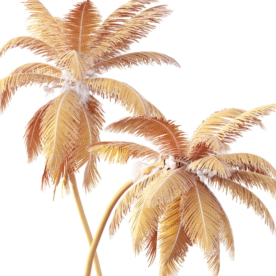AV Cocos Nucifera palms - Image 9