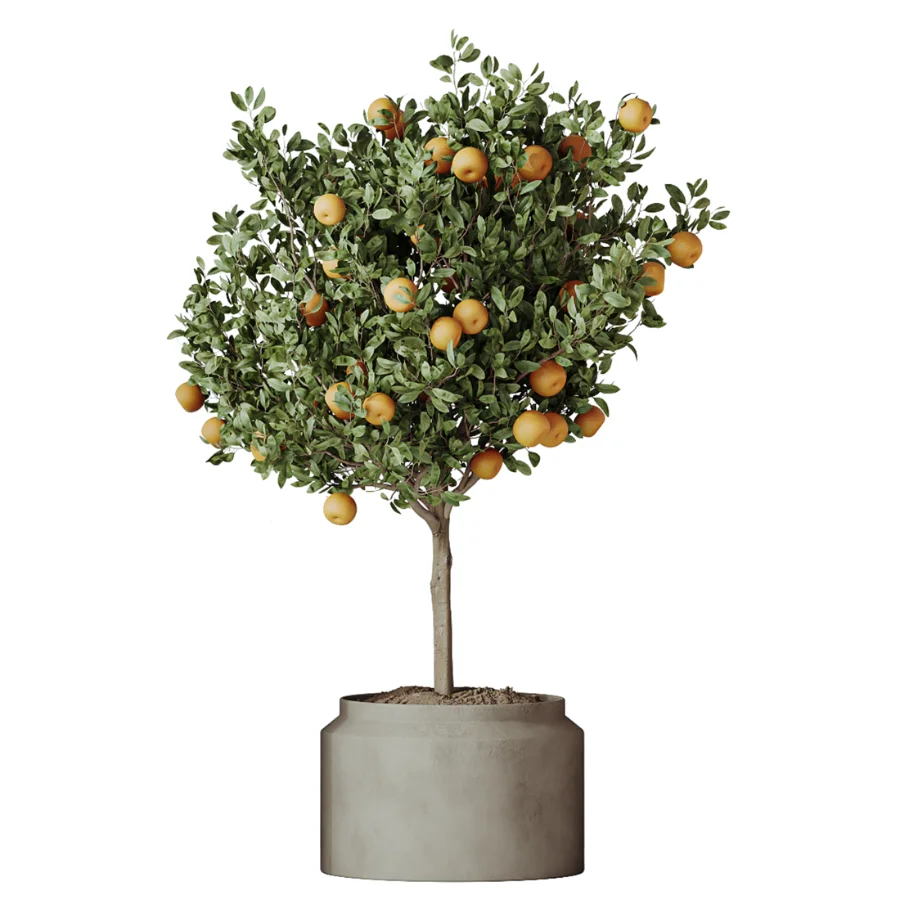 AV Indoor Plants Set 501 AloeVera Succulent and Orange Tree and Spineless Yucca and Chemlali Olive and Ravenala Banana - Image 3