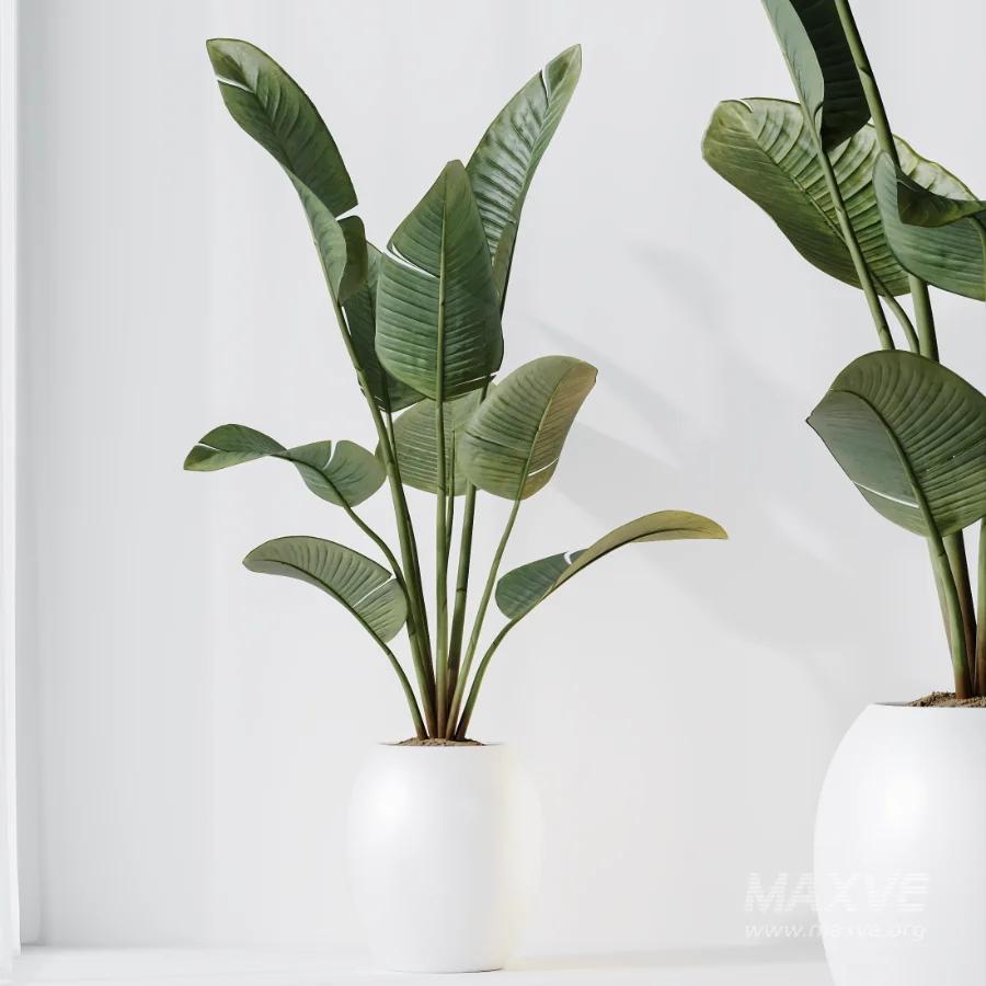 AV Indoor Plants Set 457 Olive Eucalyptus and Bird Of Paradise and Chemlali Olive and Snake Sansevieria - Image 2