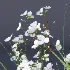 ntal grasses. These elegant groundcover species are valued for their refined texture, compact growth habit, and exceptional versatility in contemporary landscape architecture, Japanese gardens, urban parks, courtyards, and high-end residential projects. - Thumbnail 1