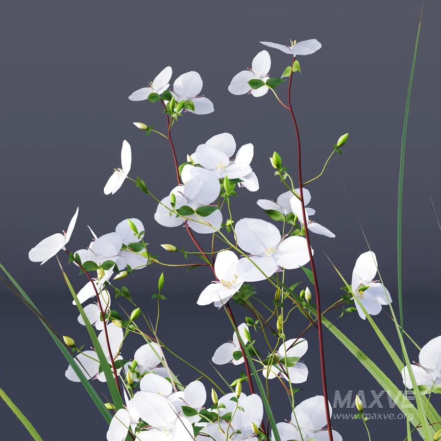 ntal grasses. These elegant groundcover species are valued for their refined texture, compact growth habit, and exceptional versatility in contemporary landscape architecture, Japanese gardens, urban parks, courtyards, and high-end residential projects. - Image 1