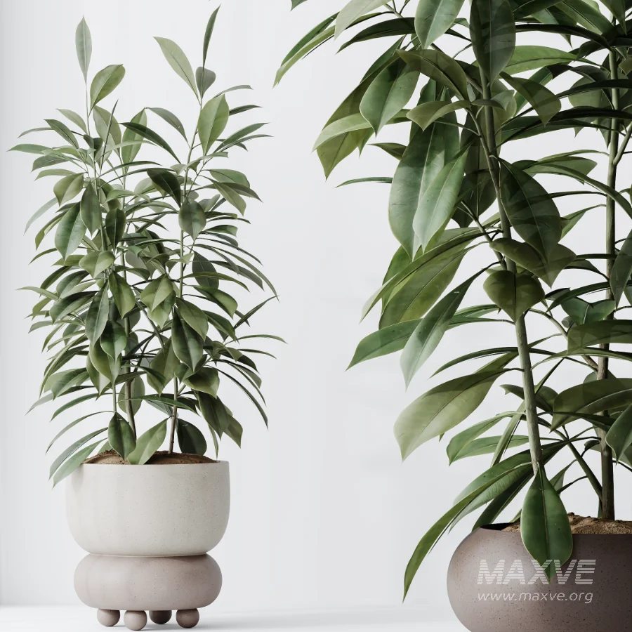 AV Indoor Plants Set 462 Licuala Grandis Palm and Dracaena Warneckii Cane and Snake Sansevieria and Ficus Cyathistipula and Chemlali Olive - Image 5