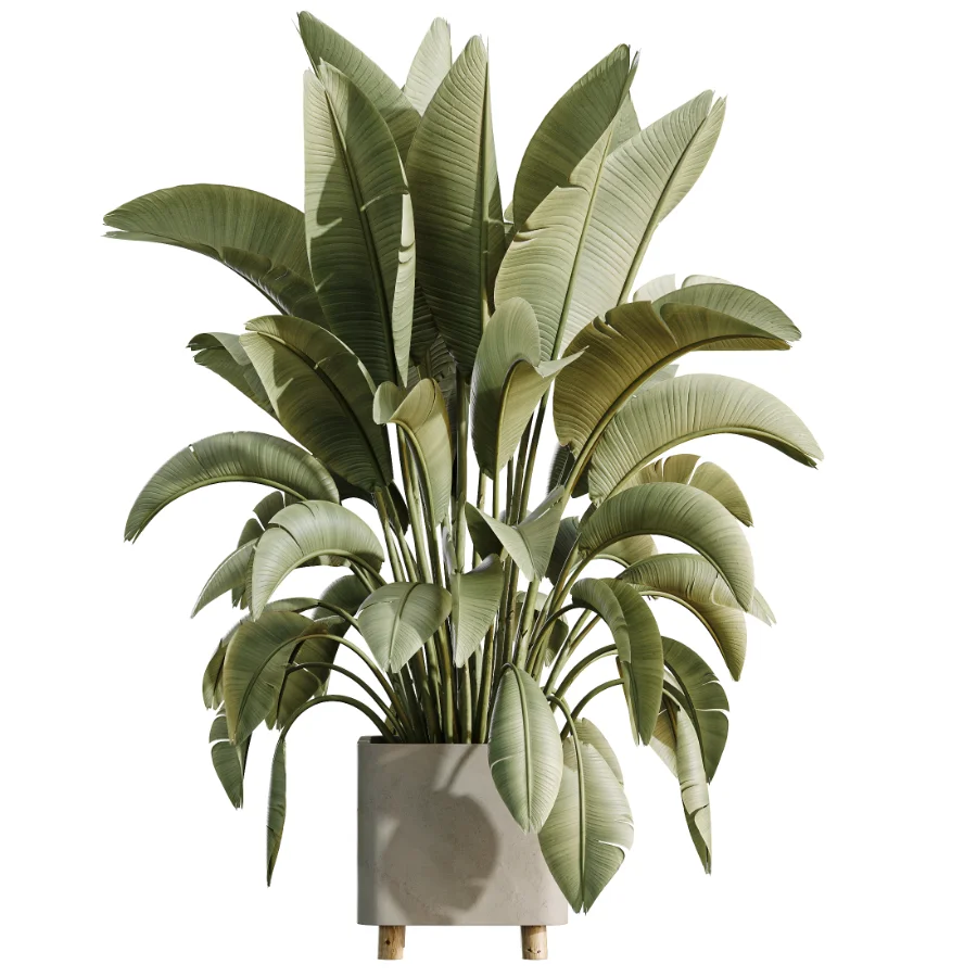 AV Indoor Plants Set 458 Ravenala Banana and Wilsonii Chemlali Olive and Alnus Glutinosa - Image 6