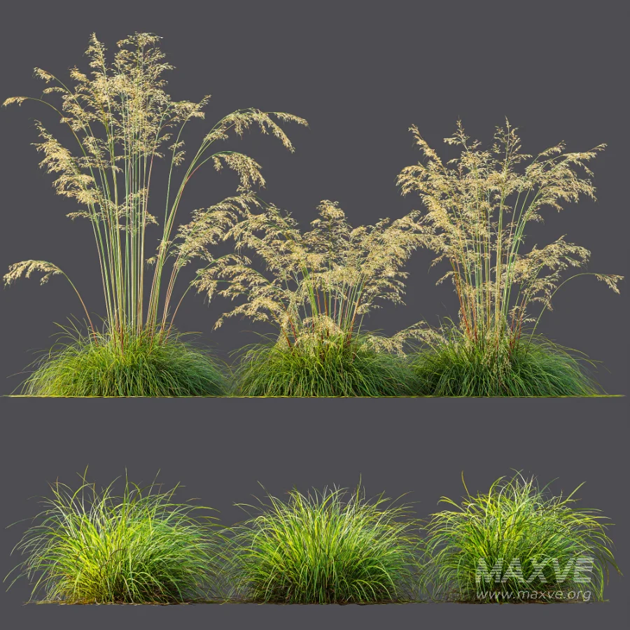 AV Celtica Gigantea Stipa Golden Oats and Carex Elata Aurea Grass - Image 10