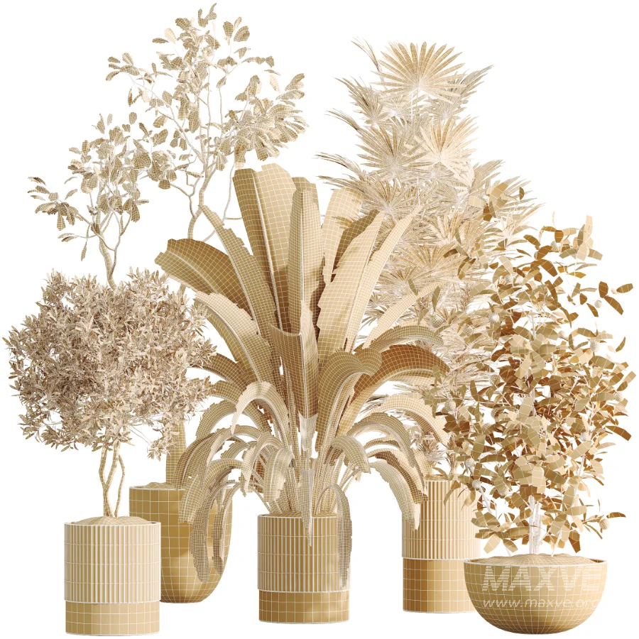 AV Indoor Plants Set 500 Lady Palm and Ravenala Banana and Ficus Marginata and China Orange Tree and Chemlali Olive - Image 8