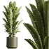 AV Indoor Plants Set 466 Dracaena Warneckii Lime Cane and Ficus microcarpa and Rhapis Lady Palm and Ravenala Banana and Chemlali Olive - Thumbnail 1
