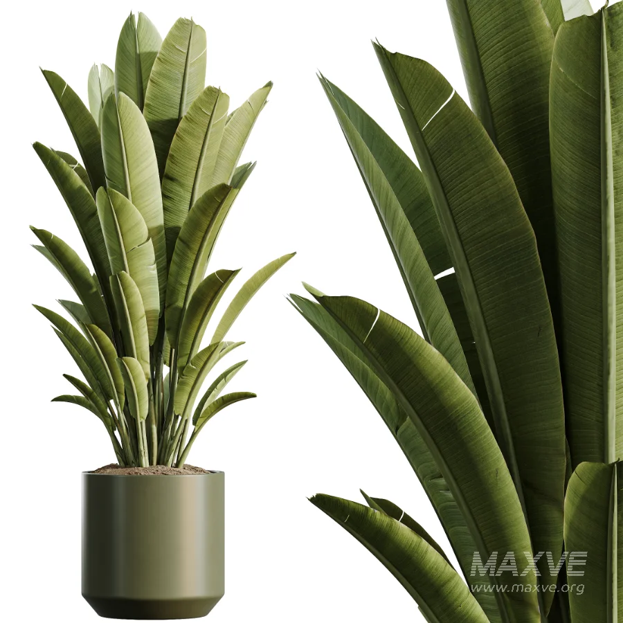 AV Indoor Plants Set 466 Dracaena Warneckii Lime Cane and Ficus microcarpa and Rhapis Lady Palm and Ravenala Banana and Chemlali Olive - Image 1