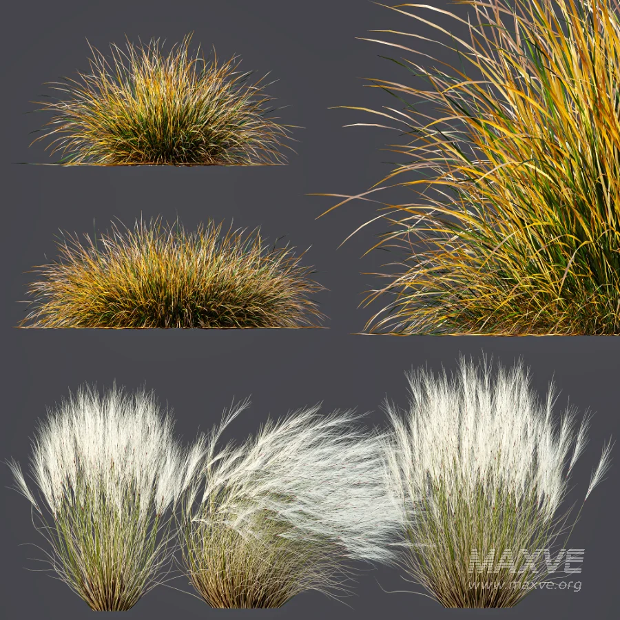 AV Stipa Tenuissima Ostnica Mocna Pony Tails and Carex Testacea Orange Sedge Grass Prairie Fire - Image 7