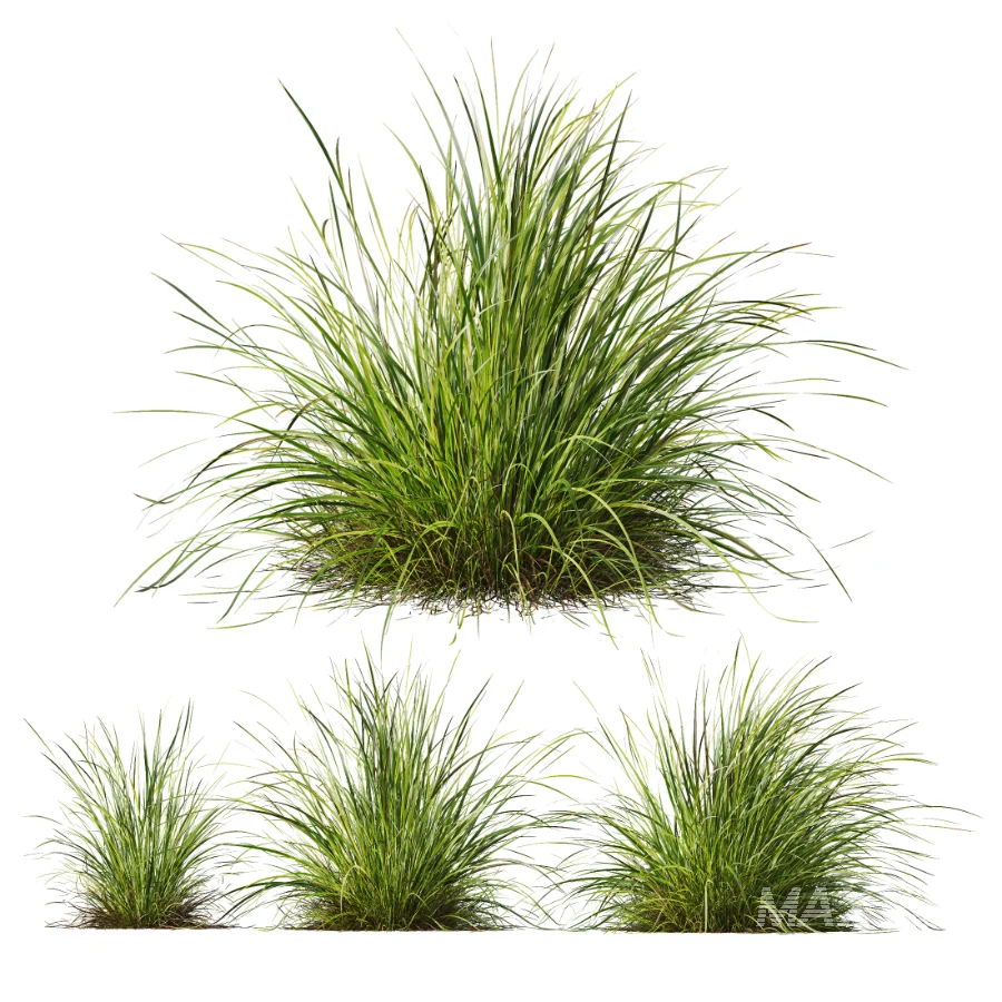 AV Celtica Gigantea Stipa Golden Oats and Carex Elata Aurea Grass - Image 2