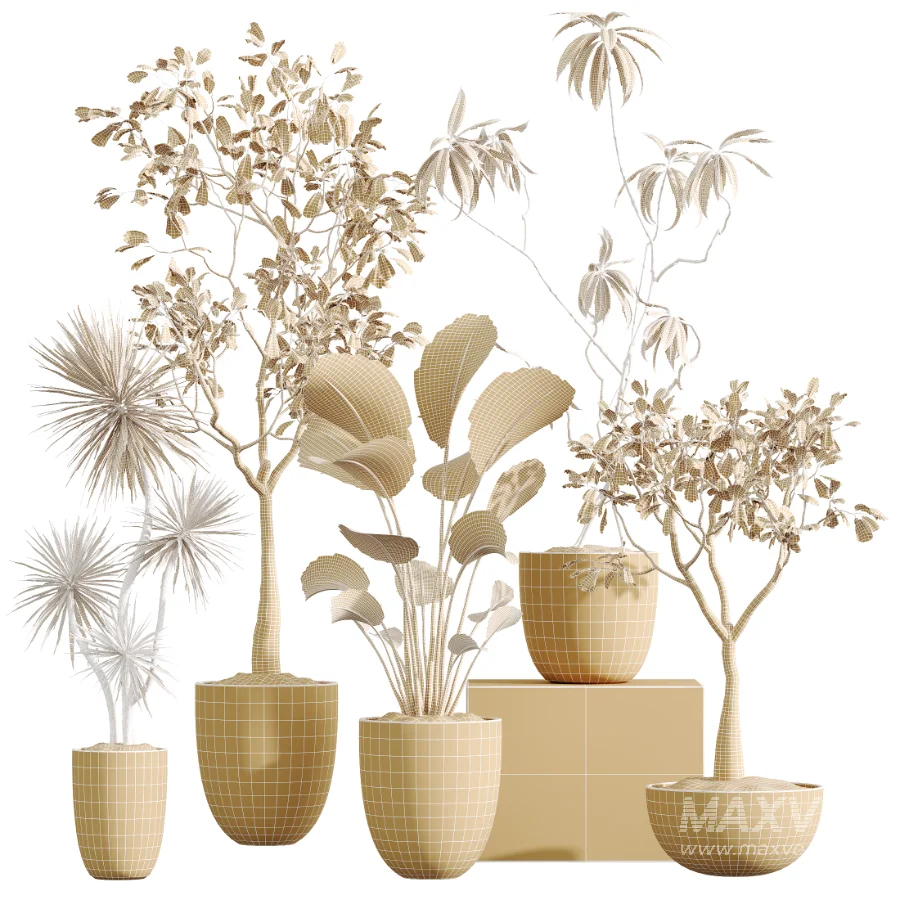 AV Indoor Plants Set 449 Ficus Dracaena Marginata and Ravenala Banana and Spineless Yucca - Image 7