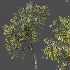 AV Plants Crataegus Pinnatifida Hawthorn Version02 - Thumbnail 5