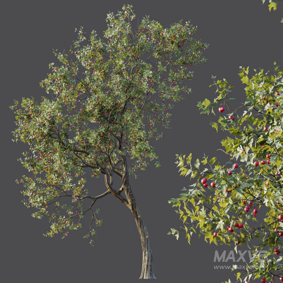 AV Plants Crataegus Pinnatifida Hawthorn Version02 - Image 5