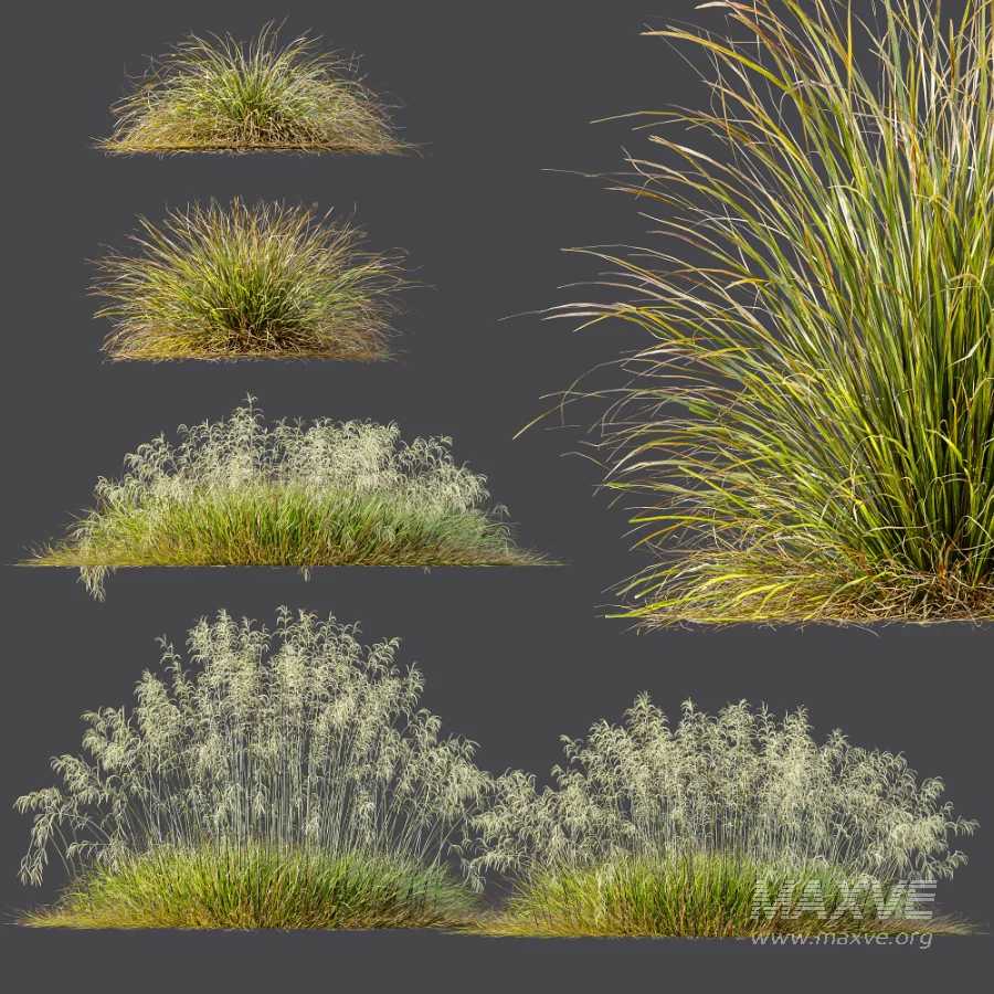 AV Stipa arundinacea Anemanthele lessoniana and Stipa arundinacea Sweet Grass - Image 9