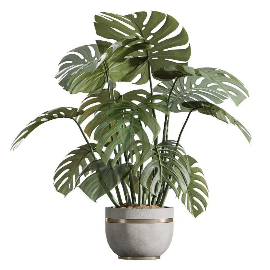 AV Indoor Plants Set 453 Briful Pachira and Elegant Monstera and Aloe Vera Succulents and Ficus Dracaena Marginata - Image 5
