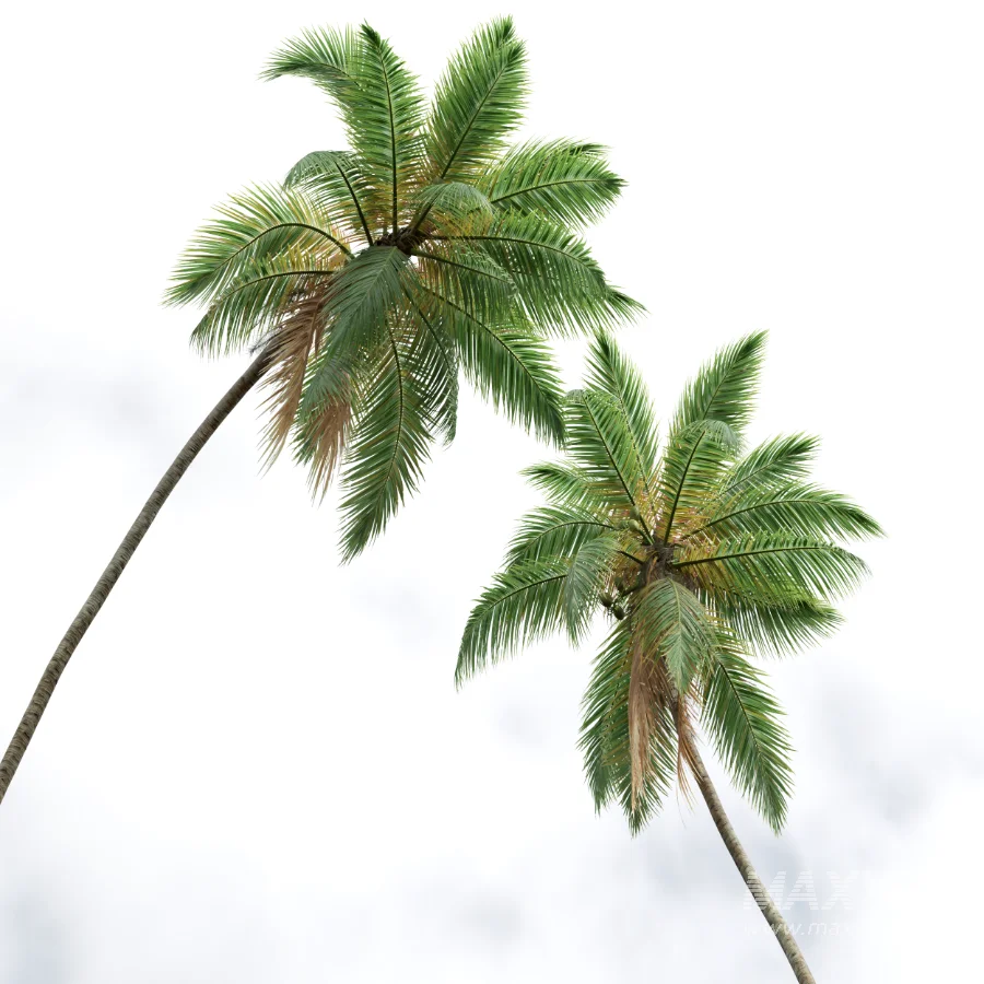 AV Cocos Nucifera palms - Image 2