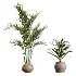 AV Indoor Plants Set 452 Dracaena Lemon Cane and Chemlali Olive and Briful Pachira and Areca Cat Reed Palm - Thumbnail 6