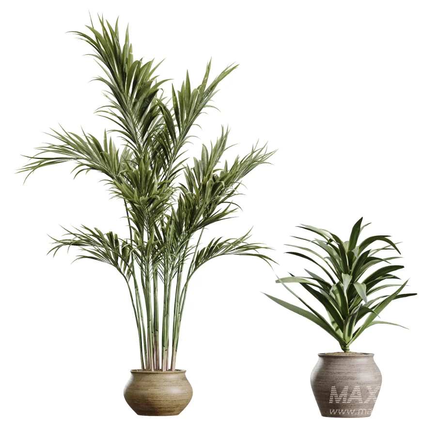 AV Indoor Plants Set 452 Dracaena Lemon Cane and Chemlali Olive and Briful Pachira and Areca Cat Reed Palm - Image 6