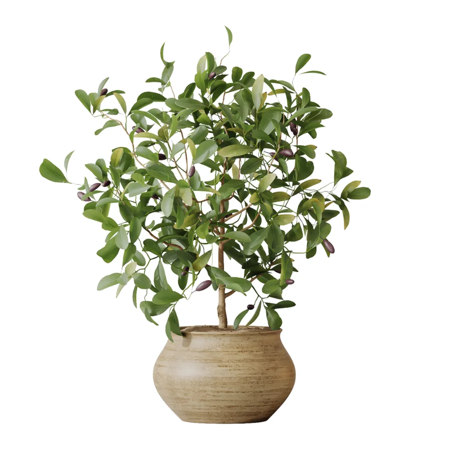 AV Indoor Plants Set 452 Dracaena Lemon Cane and Chemlali Olive and Briful Pachira and Areca Cat Reed Palm - Image 5
