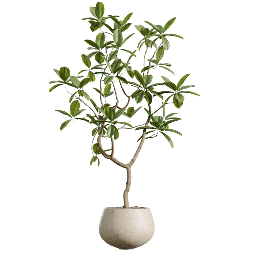 AV Indoor Plants Set 451 Olive Elegant and Ficus Dracaena Marginata and Cyara Areca Palm - Image 4