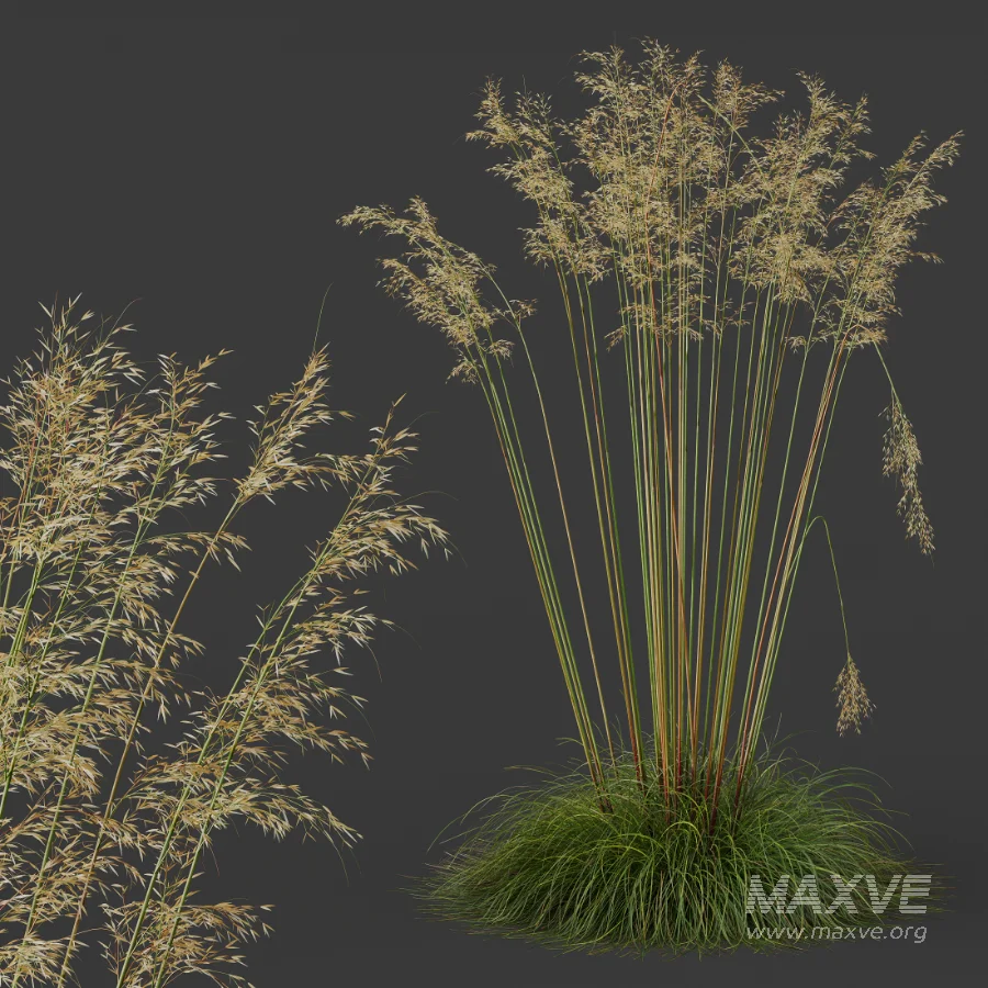 AV Celtica Gigantea Stipa Golden Oats - Image 6