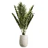 AV Indoor Plants Set 451 Olive Elegant and Ficus Dracaena Marginata and Cyara Areca Palm - Thumbnail 1