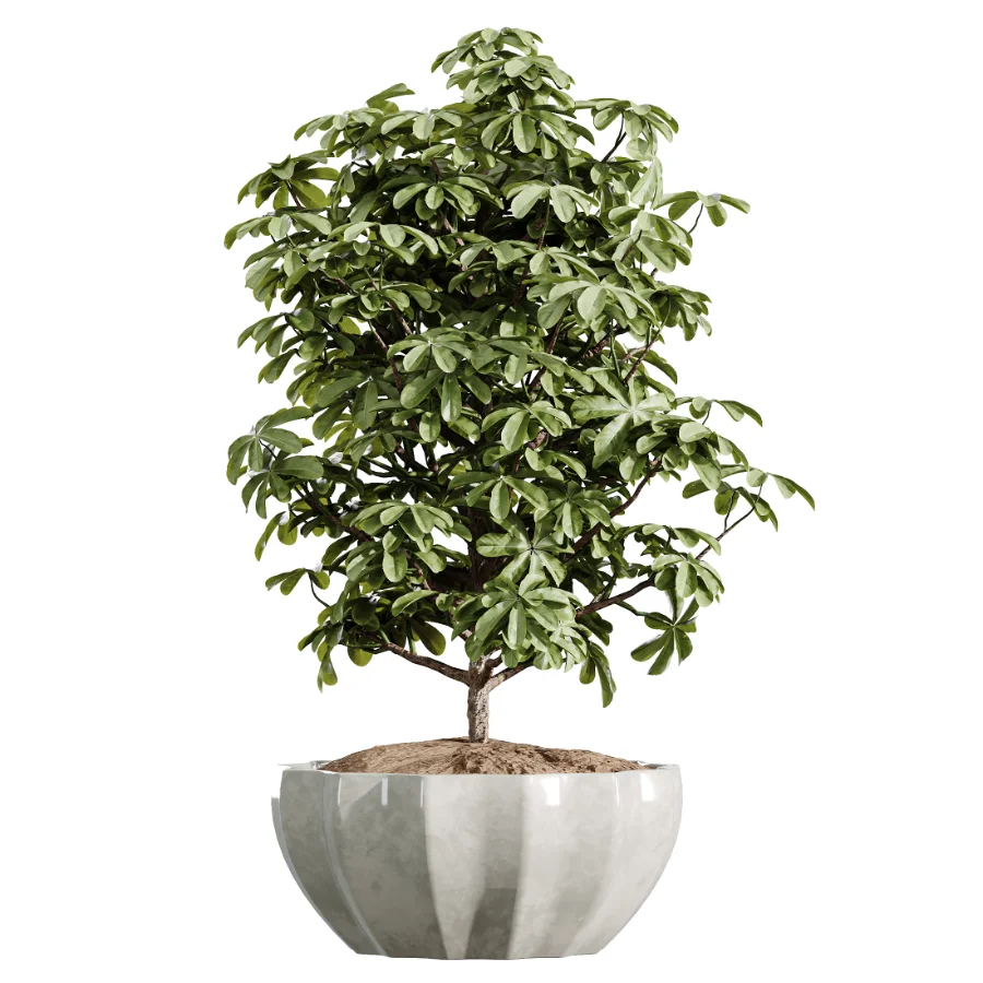 AV Indoor Plants Set 455 Schefflera Arboricola and Cat Reed Palm and Bird Of Paradise and Chemlali Olive Tree and Ficus lyrate - Image 4