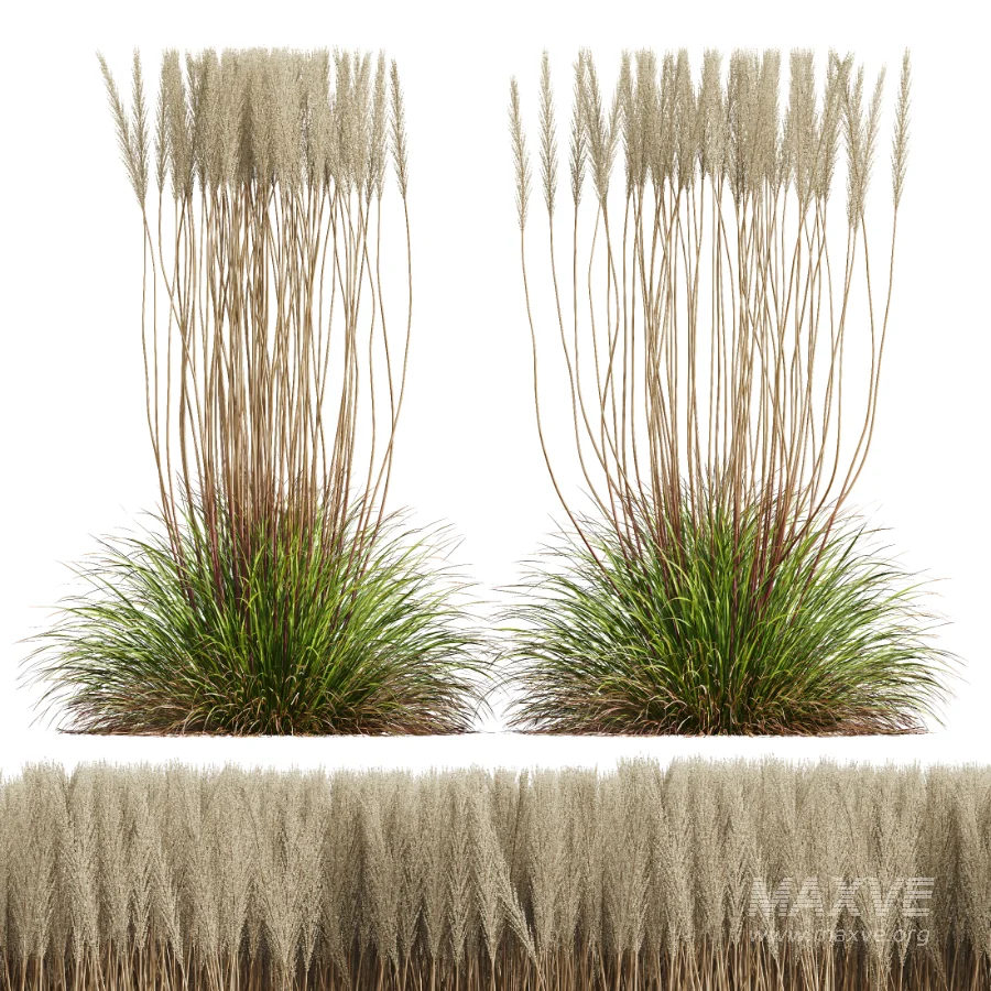 AV Calamagrostis Acutiflora Karl Foerster - Image 3