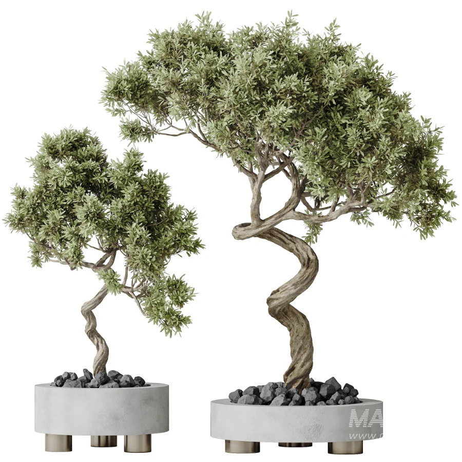 AV Indoor Plants Set 458 Ravenala Banana and Wilsonii Chemlali Olive and Alnus Glutinosa - Image 8