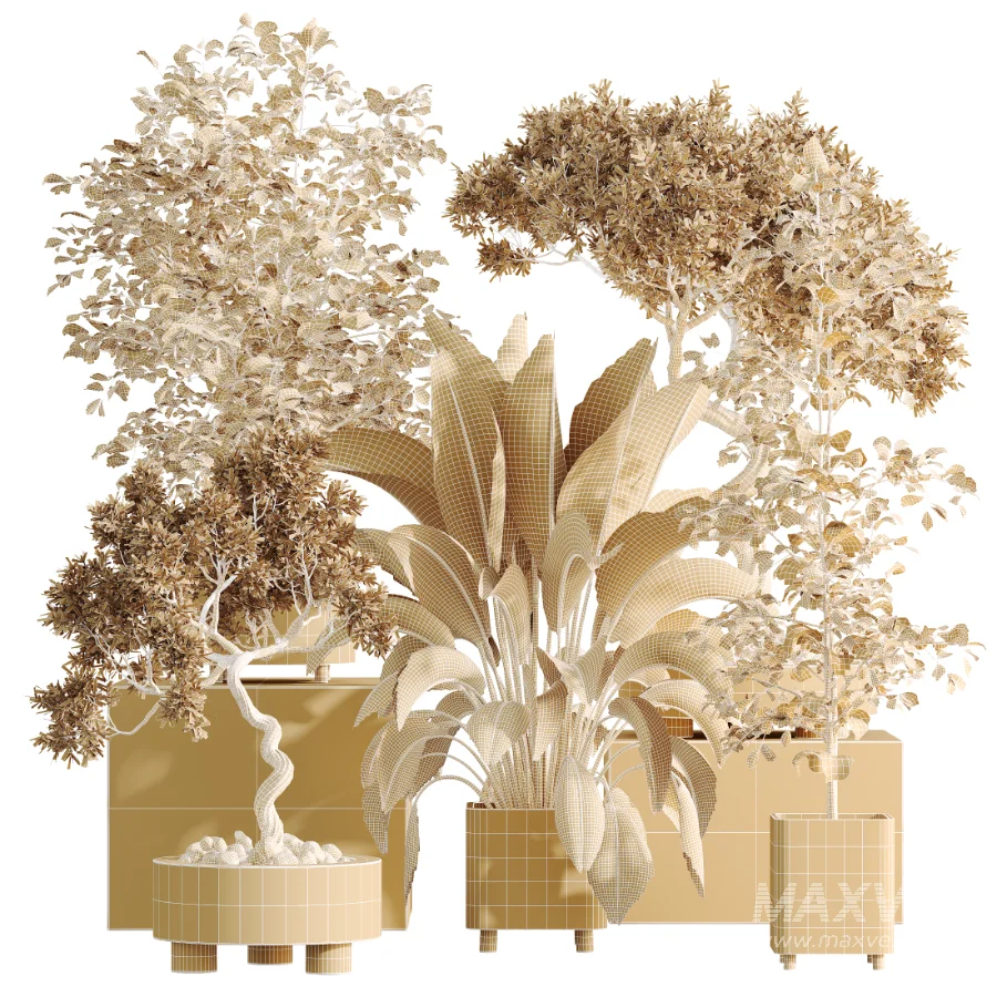 AV Indoor Plants Set 458 Ravenala Banana and Wilsonii Chemlali Olive and Alnus Glutinosa - Image 9