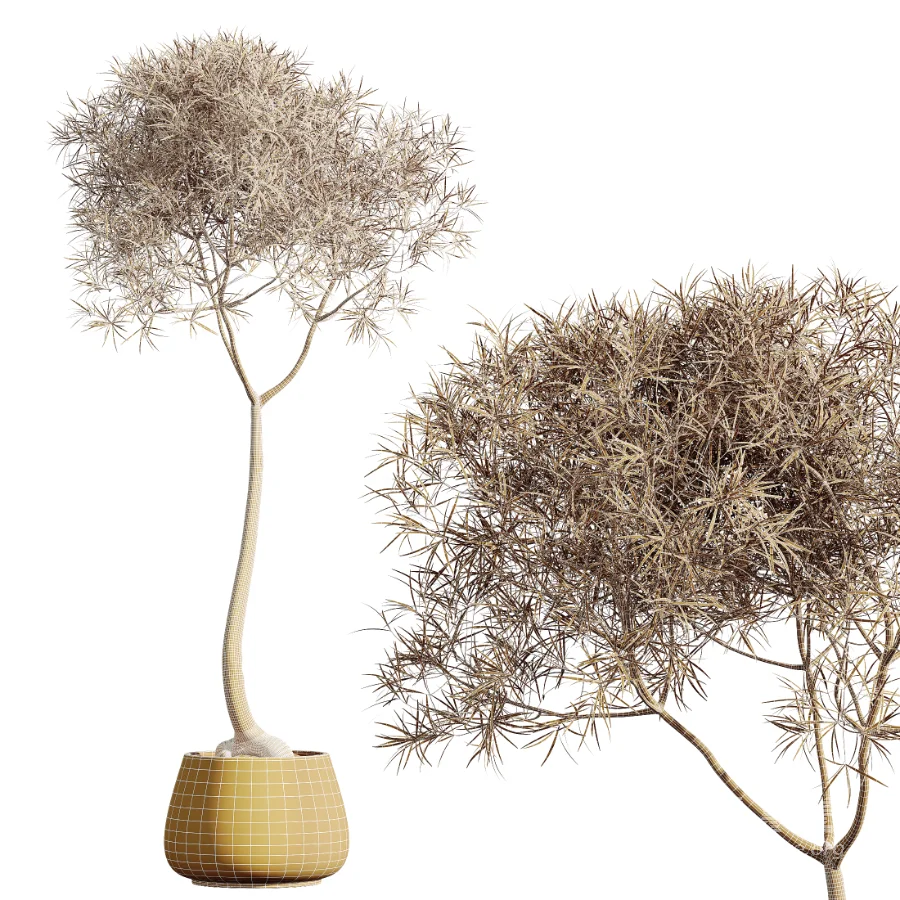 AV Indoor Plants Set 459 Chemlali Olive and Cat Reed Palm and China Orange Tree and Ficus Dracaena Marginata and Ravenala Banana - Image 9