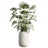 AV Indoor Plants Set 471 Chemlali Olive and Giant Monstera and Cyara Areca Palm and Ravenala Banana - Thumbnail 3
