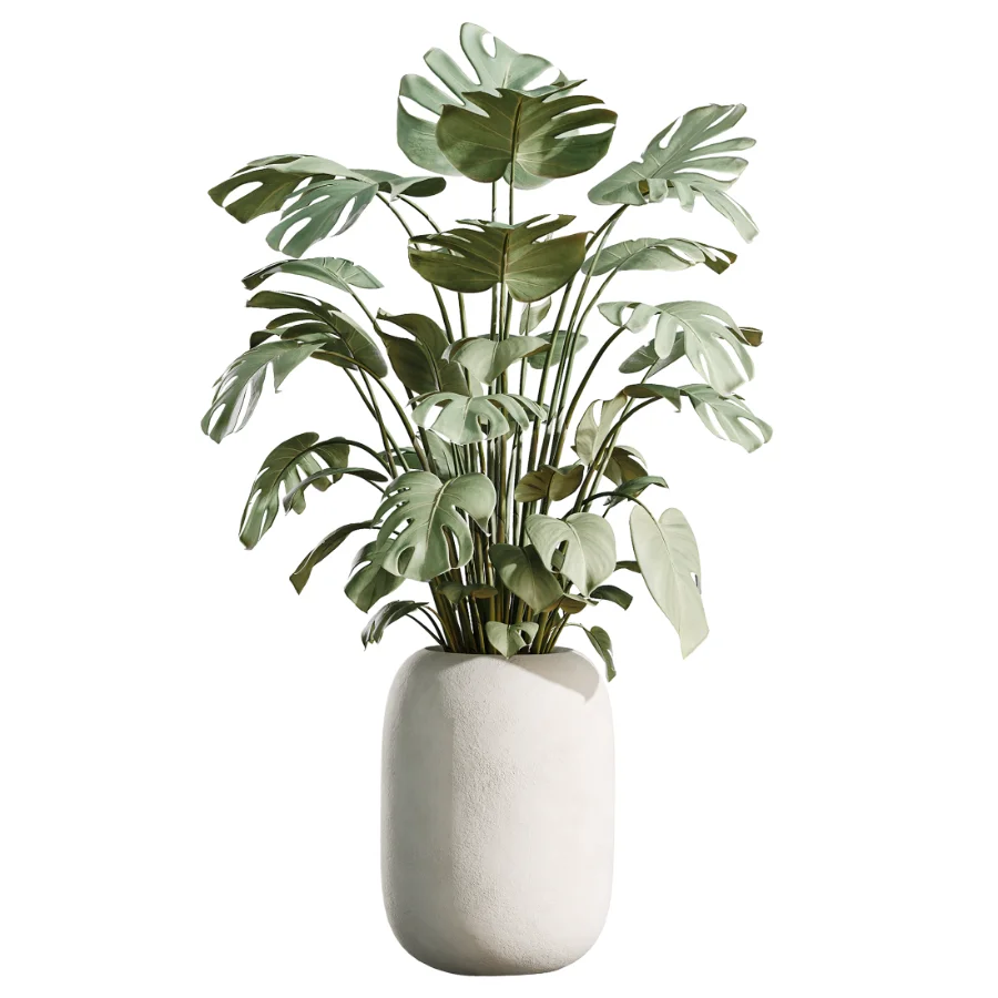 AV Indoor Plants Set 471 Chemlali Olive and Giant Monstera and Cyara Areca Palm and Ravenala Banana - Image 3