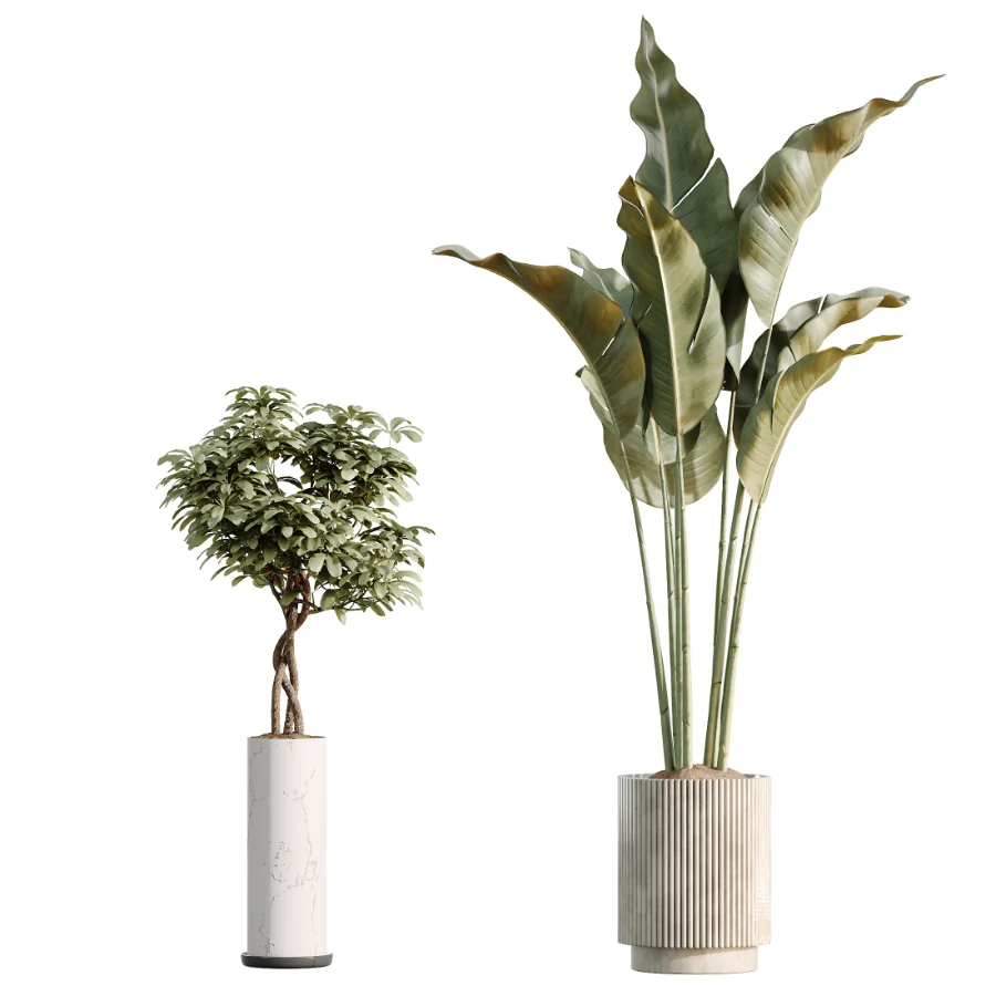 AV Indoor Plants Set 461 Yucca Elephantipe and Cat Reed Palm and Bird Of Paradise and Schefflera Arboricola - Image 7