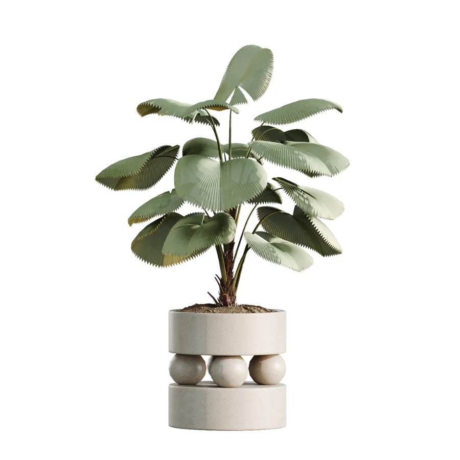 AV Indoor Plants Set 462 Licuala Grandis Palm and Dracaena Warneckii Cane and Snake Sansevieria and Ficus Cyathistipula and Chemlali Olive - Image 4