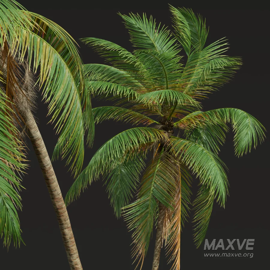 AV Borassus Flabellifer and Cocos Nucifera Windy palms - Image 9