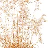 AV Celtica Gigantea Stipa Golden Oats - Thumbnail 10