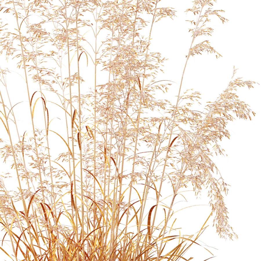 AV Celtica Gigantea Stipa Golden Oats - Image 10