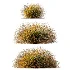 AV Carex Testacea Orange Sedge Grass Prairie Fire and Molinia Caerulea Heidebraut Kleines Pfeifengras - Thumbnail 2