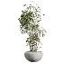 AV Indoor Plants Set 450 Chemlali Olive Tree and Sansevieria Trifasciata and Spathiphyllum Peace Lily and Ficus Dracaena Marginata - Thumbnail 5