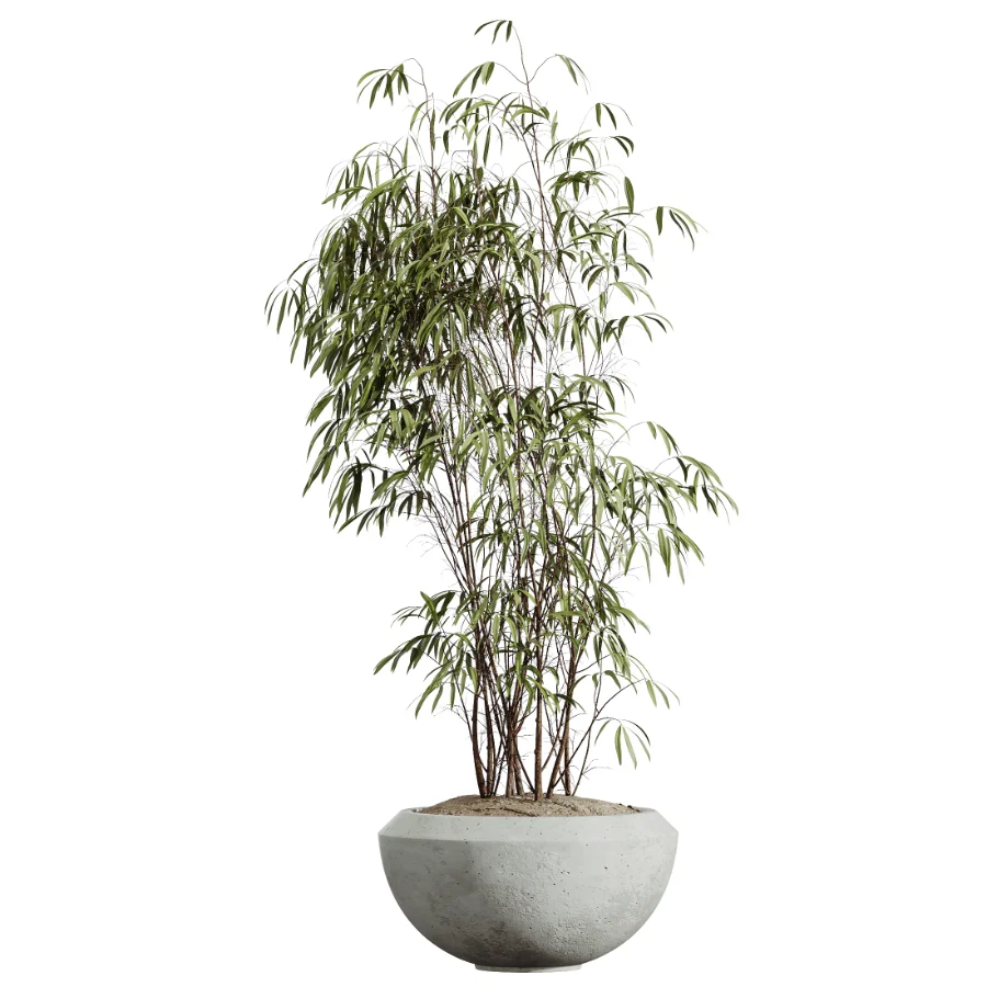 AV Indoor Plants Set 450 Chemlali Olive Tree and Sansevieria Trifasciata and Spathiphyllum Peace Lily and Ficus Dracaena Marginata - Image 5